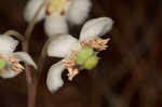 Pipsissewa <BR>Spotted wintergreen